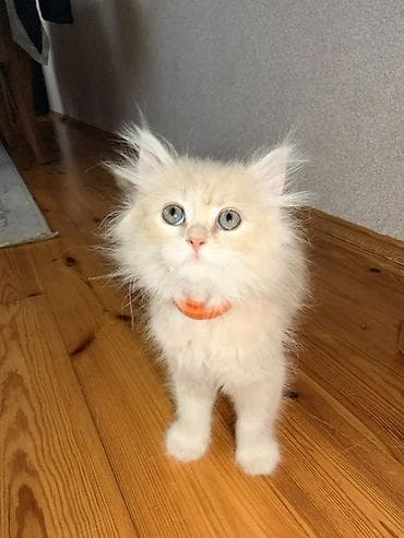 it evlerinin satisi: Şirin, uzun tüklü pişik balası - Cins: uzun tüklü ev pişiyi — 1