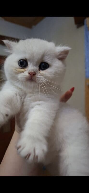 şotlant pişik: Шотладская вислоухая — 2