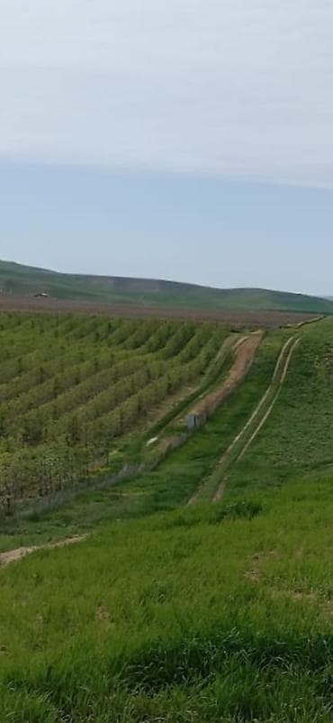 282 sot, Kənd təsərrüfatı, Mülkiyyətçi, Kupça (Çıxarış)