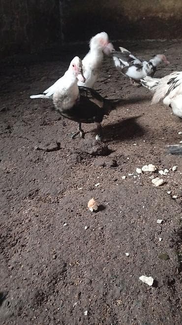 ayagi xinali qus: Digər heyvanlar — 5