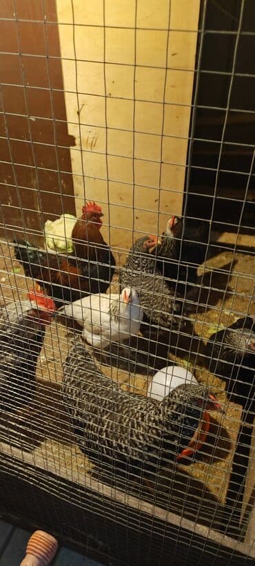 Inəklər, öküzlər: Xarkov toyuqlar satilir hamisi bir yerde 2 xoruz 5 fere 280 manat kom — 3