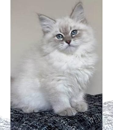 pişiy qumu: Britan, Erkək, Ünvandan götürmə, Ödənişli çatdırılma — 2