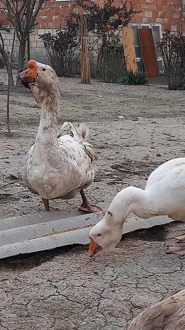 ari satisi: Xalmaqor qazları və balaları satılır 4 ədəd bala var satışda və — 9