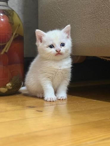 pişik üçün tualet: Britan — 4