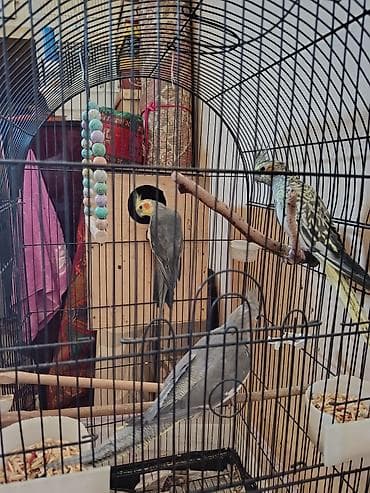 papuqay type 1: Kakadu nimfa (Cockatiel) quşları – qəfəs və aksesuarlarla birlikdə. - — 2