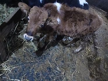 Asia: Erkek Dana isdeyenler real aliciya endirm var - Cins: yerli qarışıq — 4