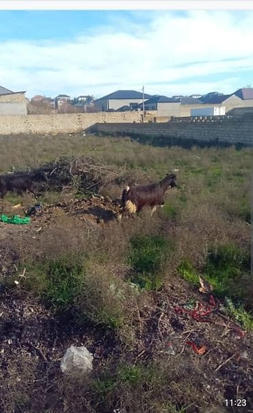 Balıq: Satilir 150 manat dan sort ke — 2