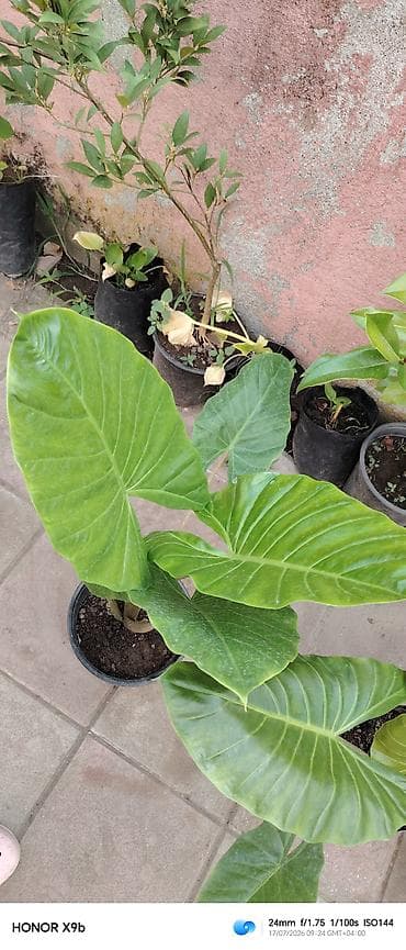 Filodendron selloum (Philodendron bipinnatifidum) fidanları – — 3