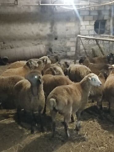 ağdam xoruzu gence: Salam Diri çəkisi 1o super quzlar əmlik arpa yonca baxilib — 4