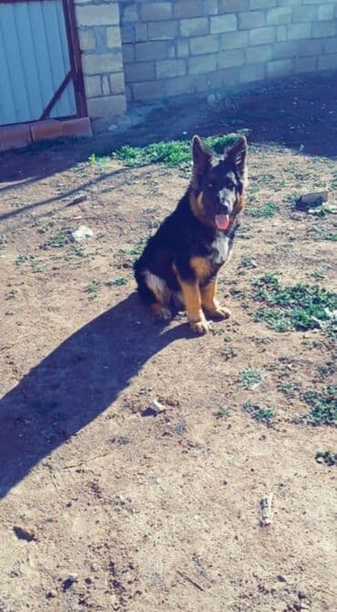 Alman çoban iti, 5 ay, Erkek, Peyvəndli, Ünvandan götürmə