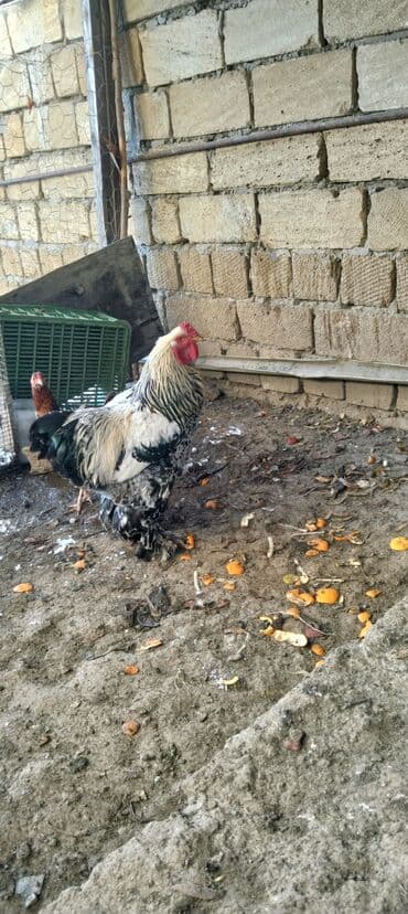 serebrist cuce satisi: Iki ilin Brama xoruzu təmiz cinsi di qatışqı yoxdu endirim olacaq bir — 1