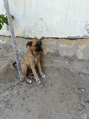 akvarium balaca: İt balası – qara ağızlı, qəhvəyi rəngdə 1 ana+1bala. ana 2yas bala — 2