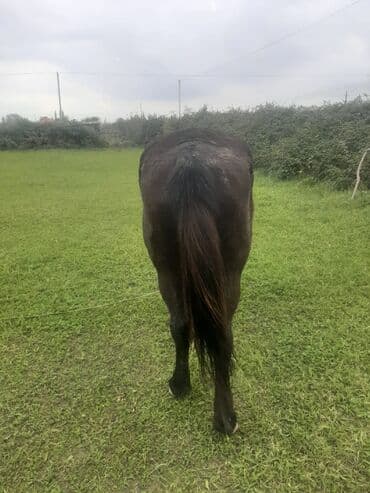 cins inekler: Qara rəngdə at - Rəng: tam qara, quyruq və yalı uzun - Gövdə — 2