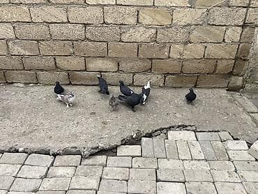 dişi it adlari azeri: 8 ədəd qara əbreş ağ qənəd falan 4 manatdan 8 ədəddir 2ədəd kəmərilər — 5