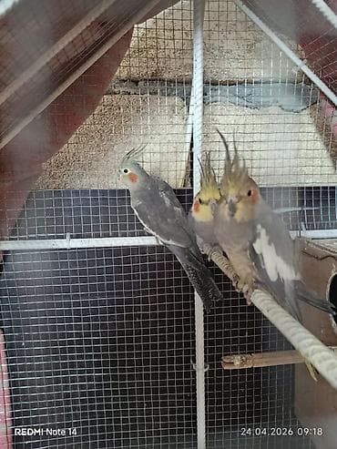 4 aylığ balalar tam sağlam və prablemsiz. Bakıya göndərmək mümkündür