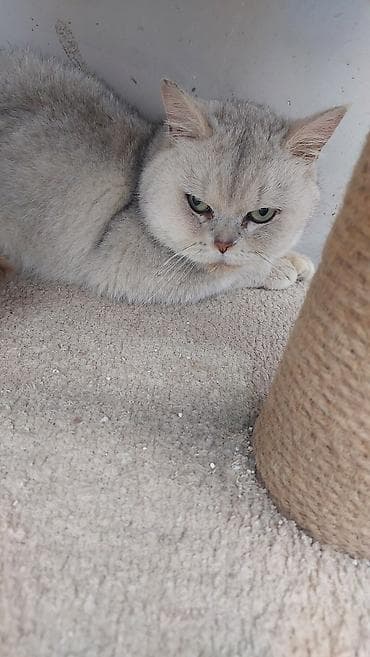 pişiy pulsuz: Şinşilla — 3