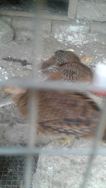 Qizili qirqovul 4 ayliq 5 dene