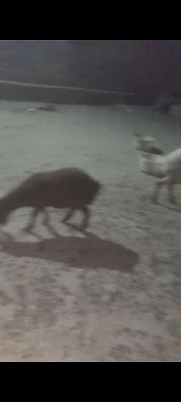 Козы, козлята: 2 çi Qarına Dişi Əkiz Bala ilə 1 isə 3 qarına Bağazdı doğacağ Noyabira — 4