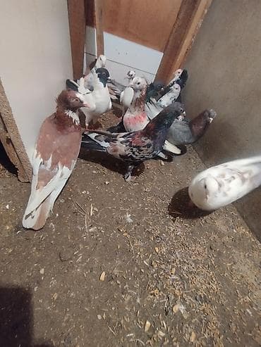 tutu suknje za mame i cerke: Məhsul: Ev göyərçinləri her biri sahibləndirilir wacap 0514383839 — 4