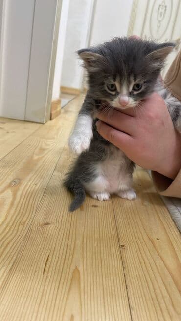 pişik satisi: Şotland, Erkək, Dişi — 10