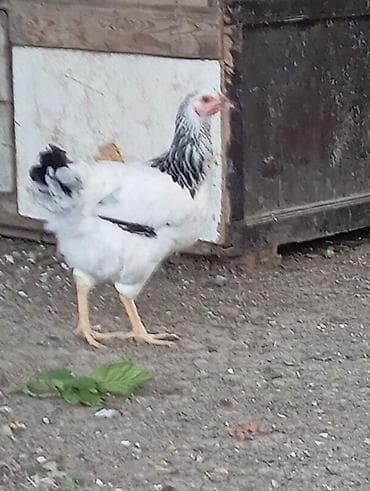 qizil qus: Tam sağlam saf qan serebirstder vaksinleri vurlub 5ayliqdirlar( — 2