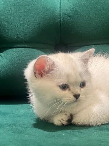 şınşıla pişik: Şinşilla, Dişi — 2