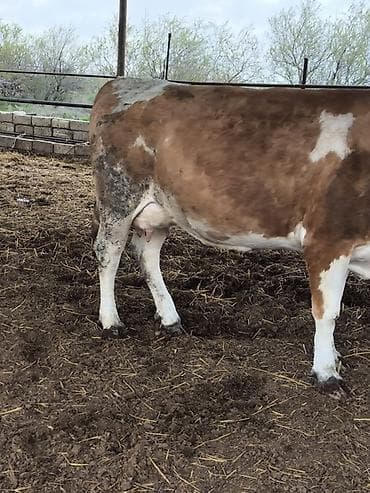 simental inekler: 20 litir südü var balaaiz satilir 1ci qarin dogub cox sakit heyvandir — 4