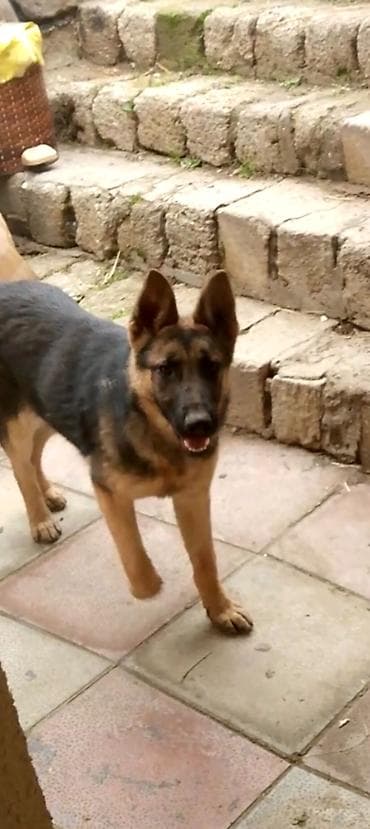 afcarka barter: Alman çoban iti — 1