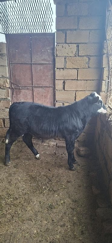 qoyunun disleri: Dana, buzov, Dişi, Holsteyn, ay: 3, Damazlıq — 5