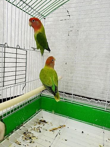 qoyun yemi: Sevimli “Lovebird” (Nerazlucnik) cütlüyü – tam dəst Məhsul tərkibi: - — 3