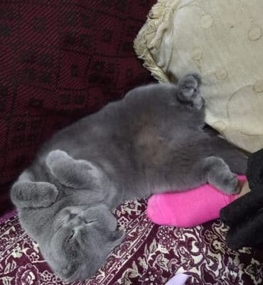 вислоухие коты серые: Шотладская вислоухая, Самка, В добрые руки, Самовывоз — 5