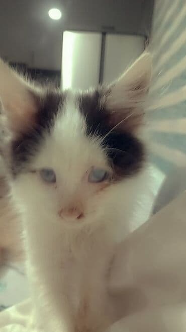 Gəmiricilər: Yaxşı əllərə — 1