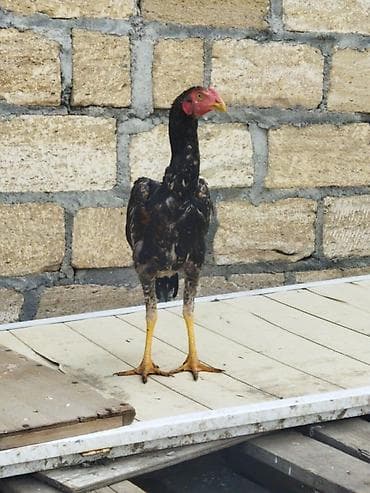 cins buzovların satışı: Xoruz, Heyratı, il: 4 — 1