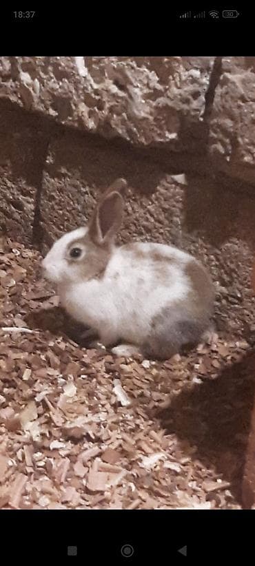 ev donuzu: 3 ədəd ev dovşanı 1 erkek 1 dişi 1 bala — 2