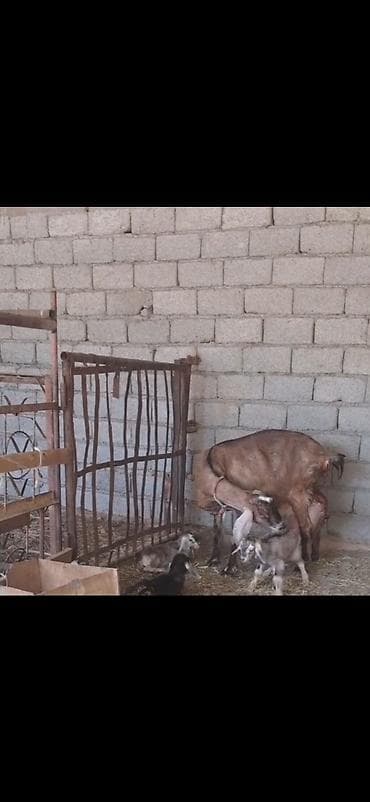 keçi satan: Alpin kecisi 4 lt sud verir 3 balasi var 28 I bu gun dogub cox saglam — 9