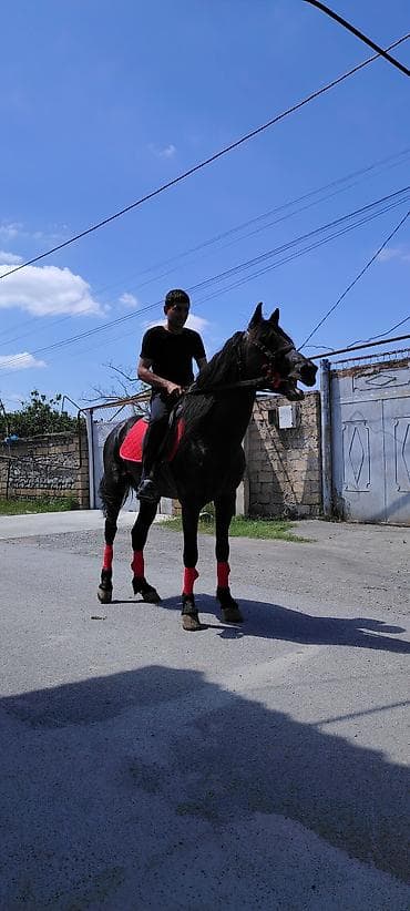 isma bizon: Salam. Ciddi alıcılar WhatsApp-da yazıb maraqlana bilərlər — 1