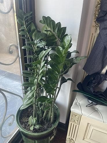 pul getiren guller: Zamioculcas zamiifolia (ZZ bitkisi) – iri, sıx zoğlarla bəzək çiçəyi — 1