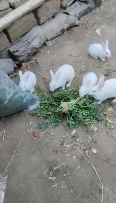 dovşa: Ağ rəngli ev dovşanları – təmiz və sağlam, aktiv və mehriban. Şəkildə — 2
