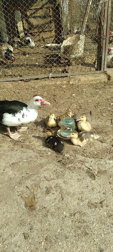 ordek novleri: Satılır: indoördəklərin balaları (musk ördək civcivləri) - Növ — 6