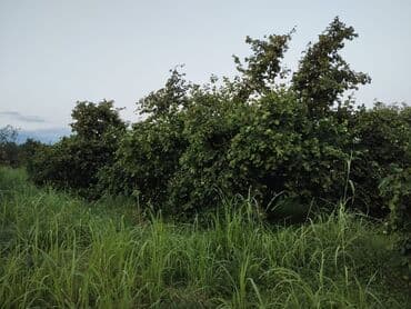 nəsimi rayon: 2000 sot, Kənd təsərrüfatı, Mülkiyyətçi, Kupça (Çıxarış) — 1