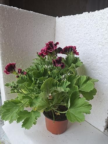 qara pisik sekilleri: Pelargonium (Regal geranium) – bənövşəyi-bordo rəngli, qatlannaşmış — 1