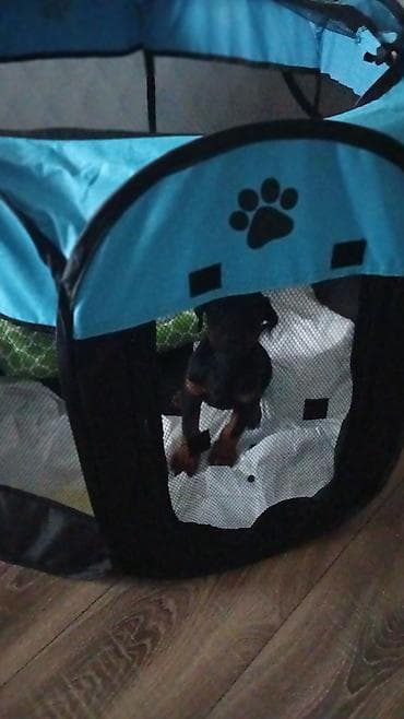 meymun heyvan: Doberman, 1 ay, Erkek — 6