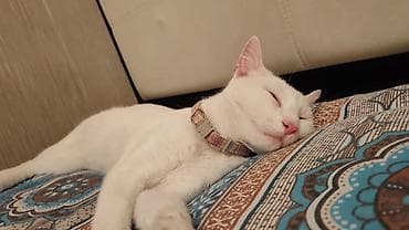 pisiy: Yaxşı əllərə — 2