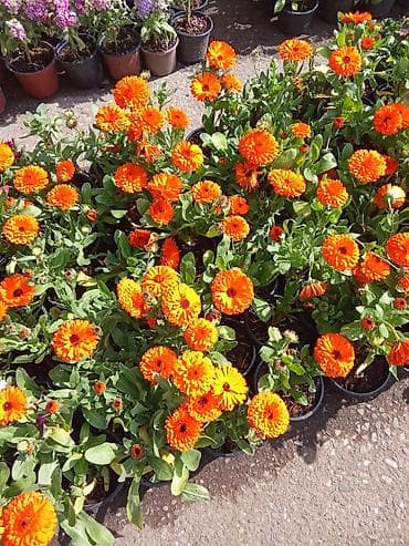 Nərgizçiçəyi (Calendula officinalis) – portağal rəngli dekorativ