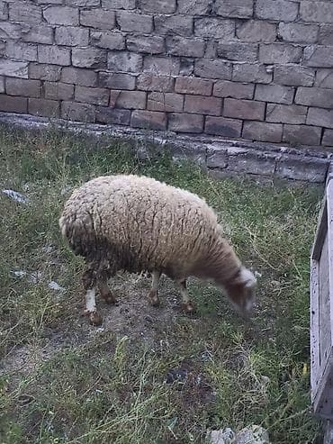 sabuncu it bazari 2024: Dişi quzu 3 aylıq satılır 260 azn vaçap 070-477-14-97 — 2