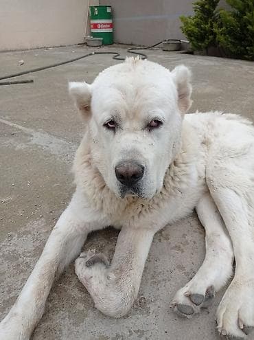 tibet iti: Alabay, 8 ay, Erkek, Ünvandan götürmə — 1