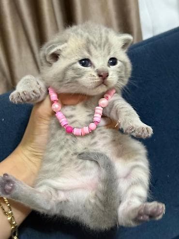 Cins: Yavru pişiklər (boz və tünd zolaqlı rənglər) Xüsusiyyətlər: - lalafo.az -da Cins: Yavru pişiklər (boz və tünd zolaqlı rənglər) Xüsusiyyətlər: -