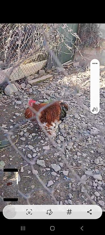 tap. az ov itleri: Digər quşlar — 2