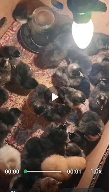 keci satışı tap az: Damazlıq, Pulsuz çatdırılma — 5
