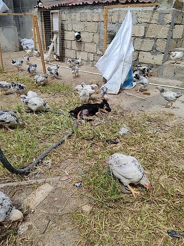 pişik sortlari: ‼️ Təcili Satılır ‼️ Zvanok təmiz cins 3 aylıq Dişi Tam sağlam — 2